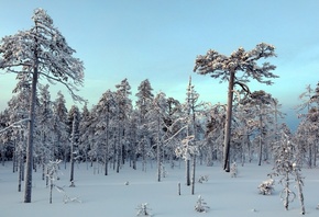 зима, сніг, ліс, дерева, краса