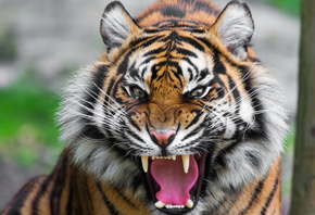 tiger, teeth, roar, big cat, wiskers