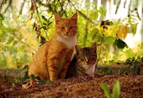 ��, ������