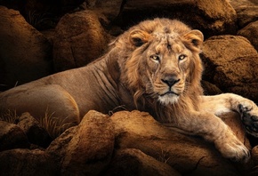 lion, big cat, rocks, predator, outdoors