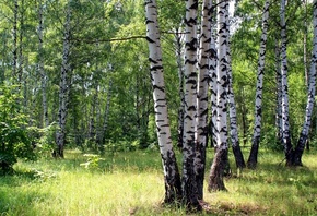 �����, ����