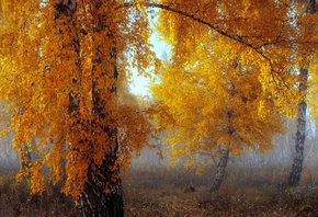 �����, ����� ������