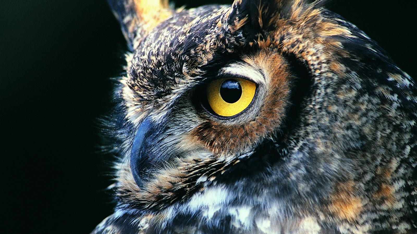 ,  ,  , owl,bird,predator