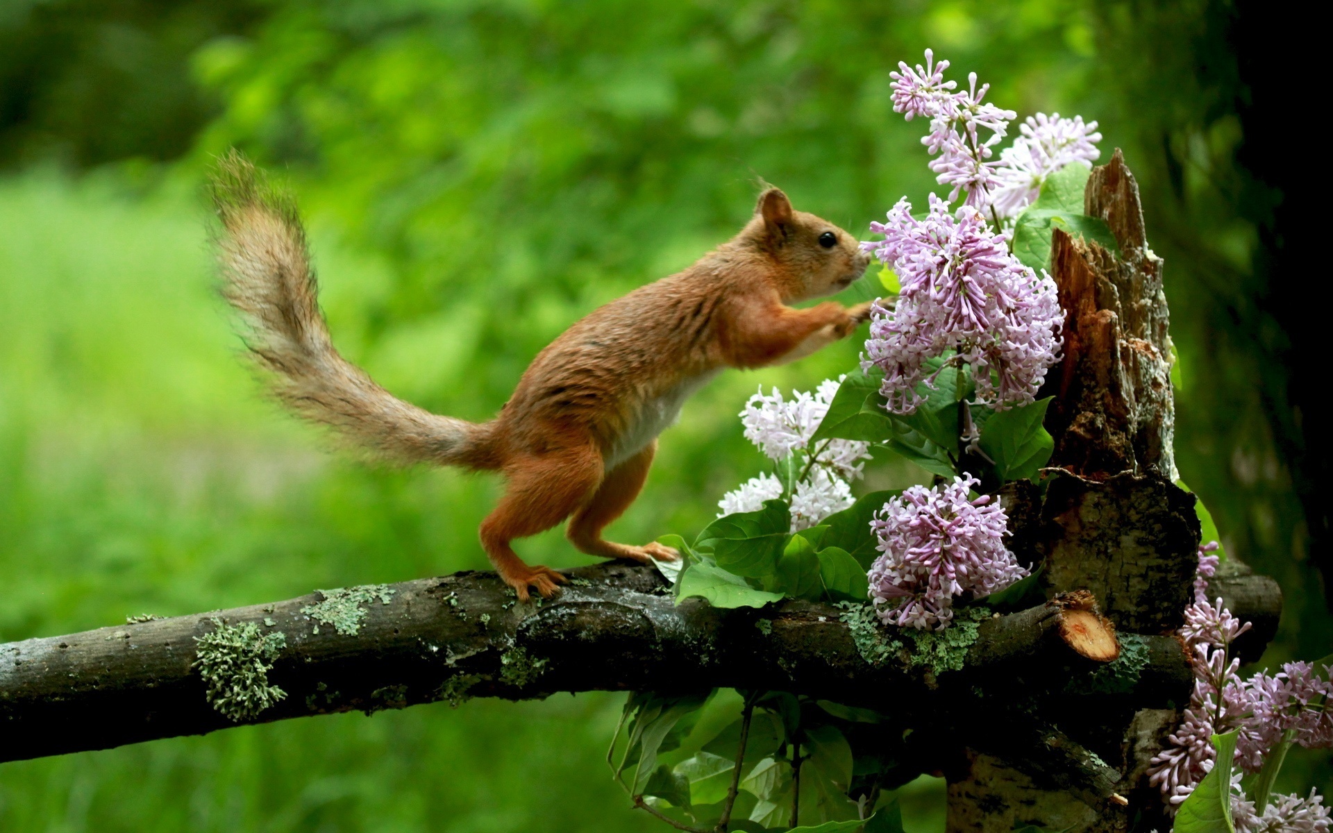 Какая весенняя живая природа. Природа с животными. Животные весной. Звери в лесу. Красивая природа животные.