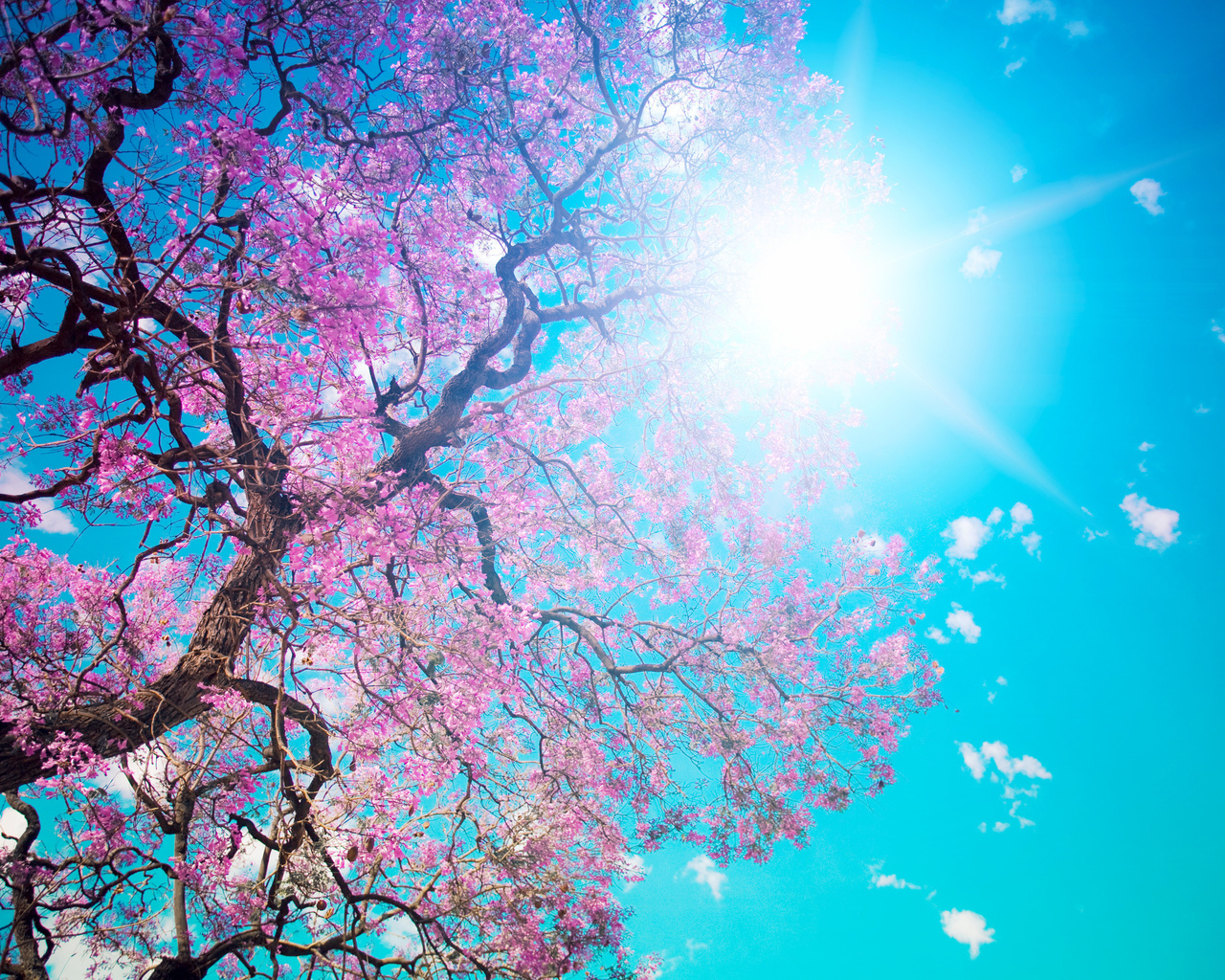 Beautiful tree blossom, , , , , , , , , 