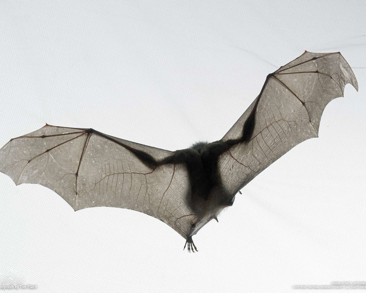 national geographic,  , , tim flach, , bat