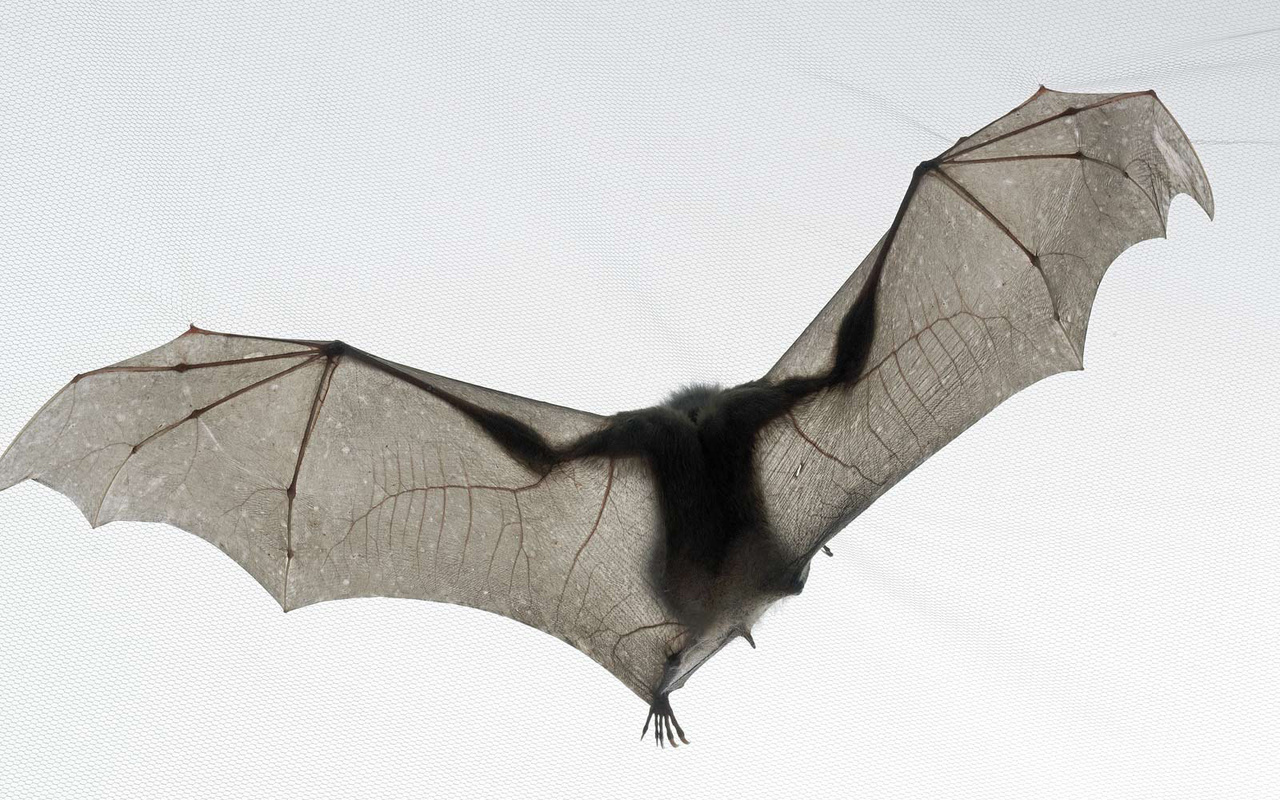 national geographic,  , , tim flach, , bat