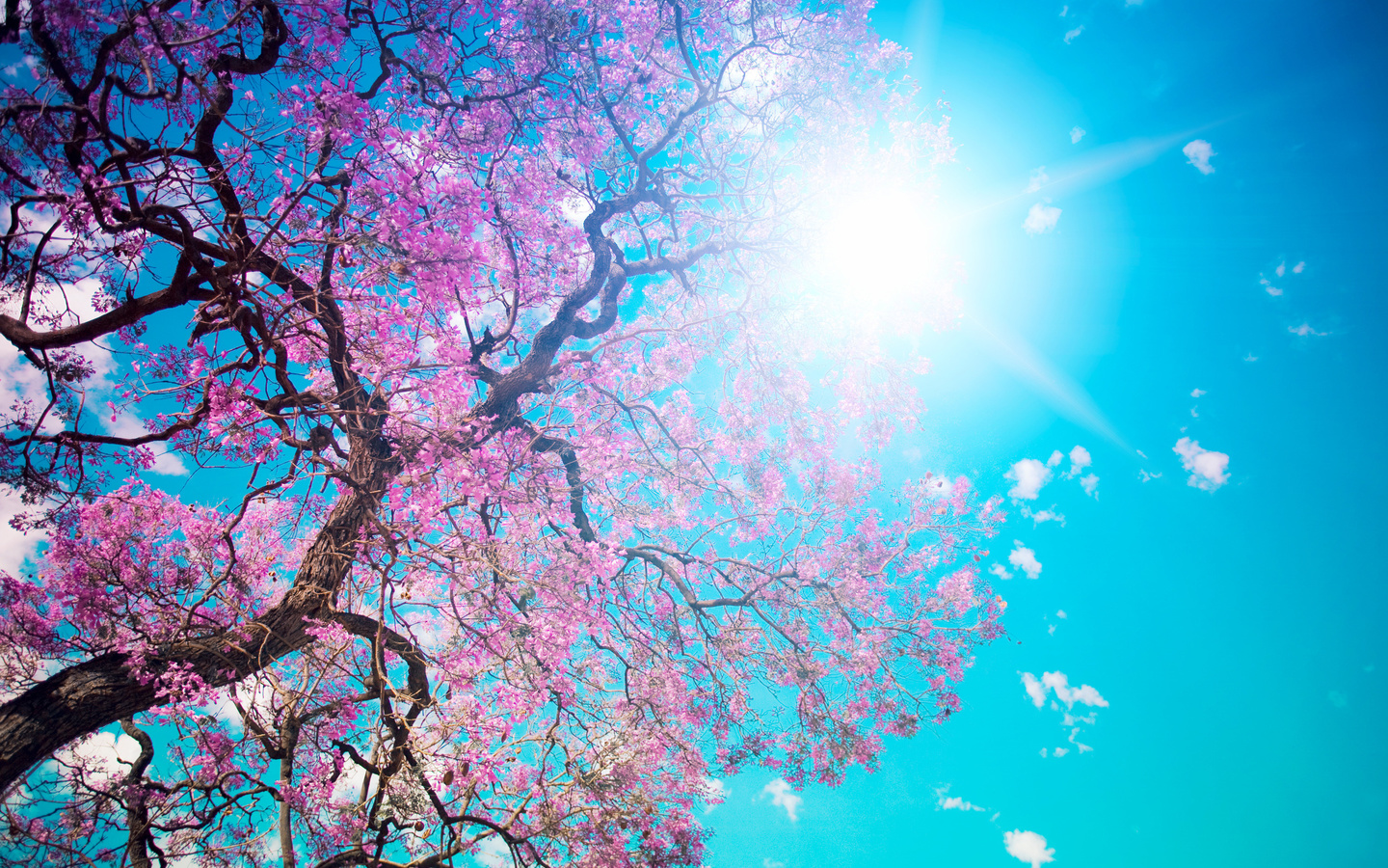 Beautiful tree blossom, , , , , , , , , 