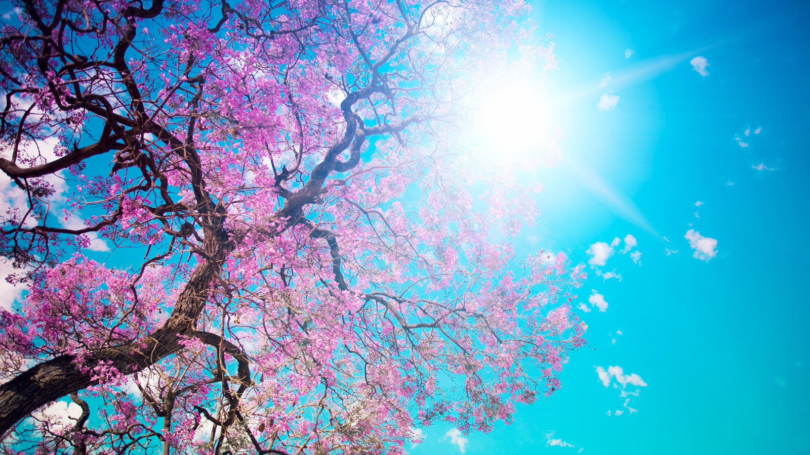 Beautiful tree blossom, , , , , , , , , 