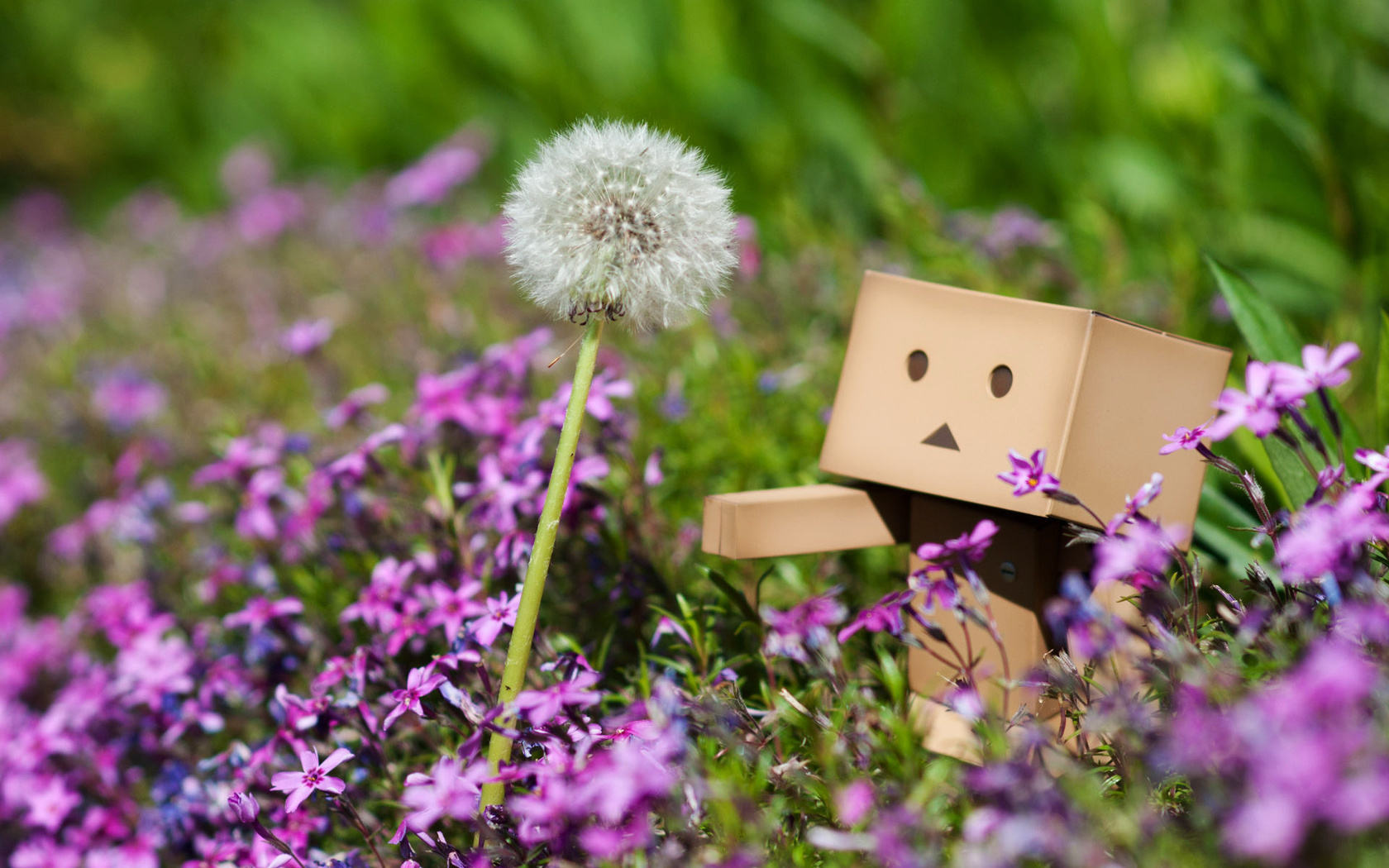 Danbo, , , , , , , 