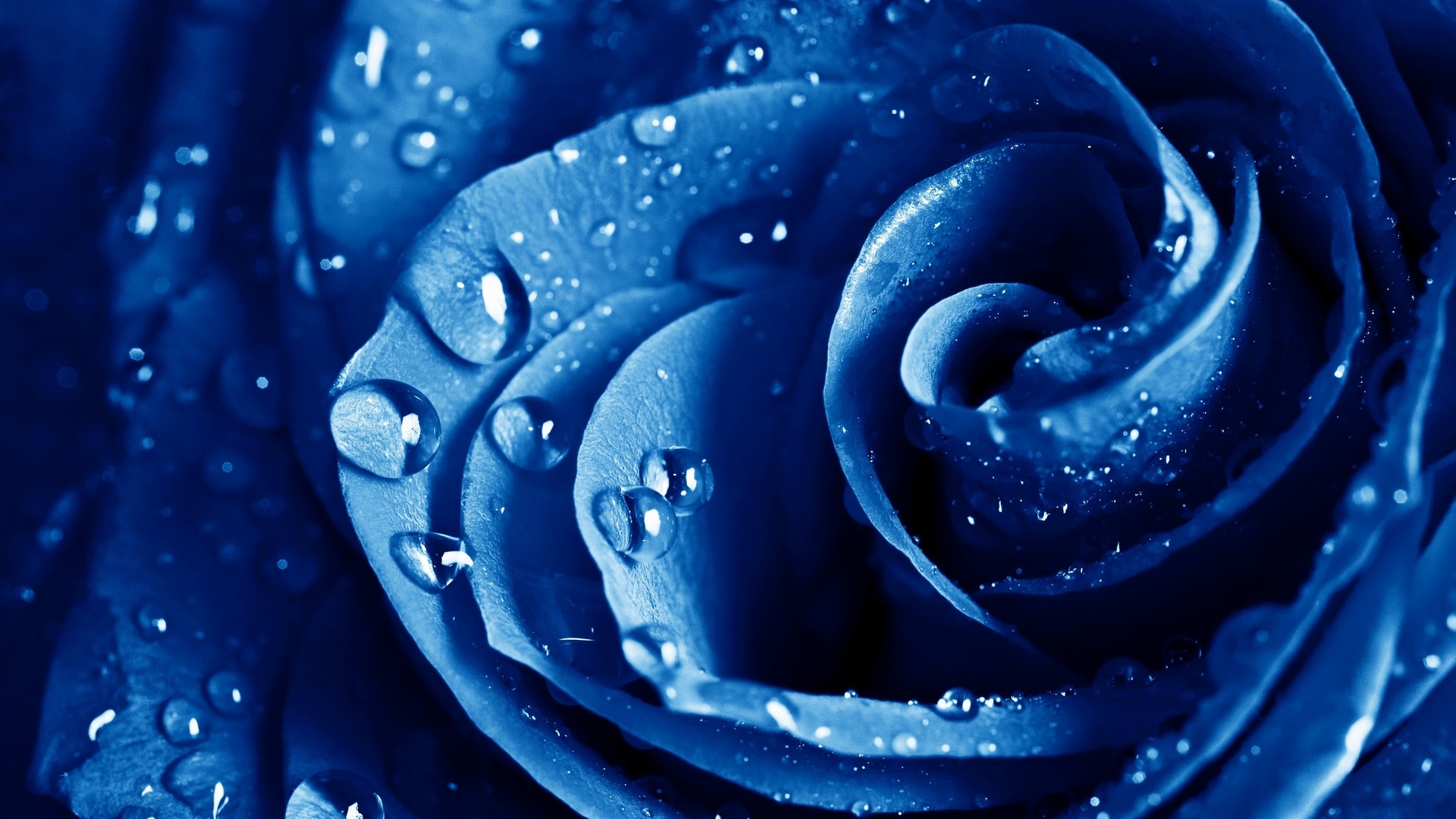 , , The blue rose, 