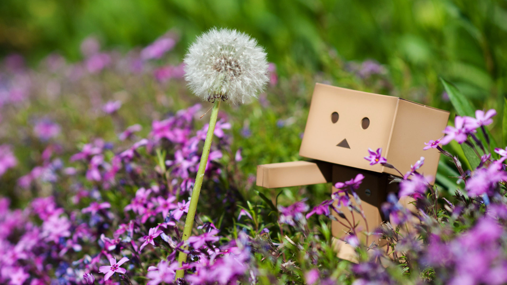 Danbo, , , , , , , 