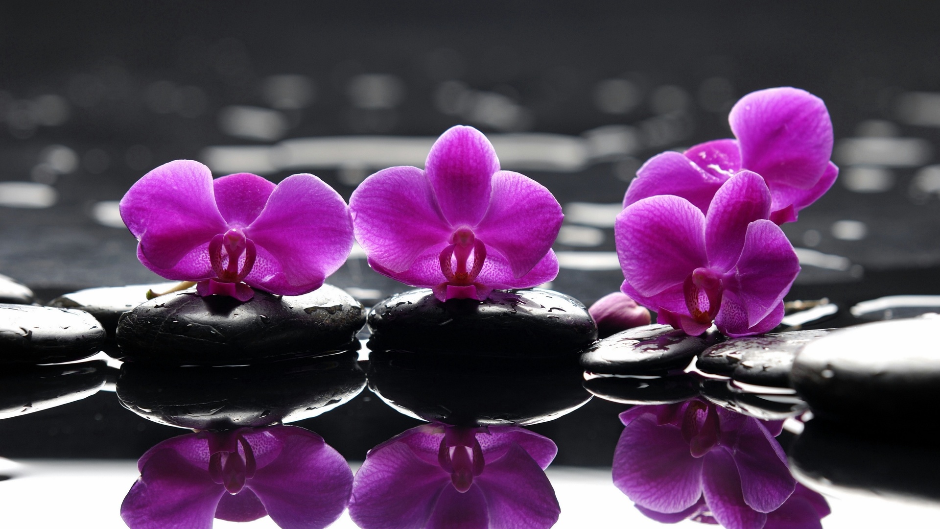 , , Spa, , , , purple flowers