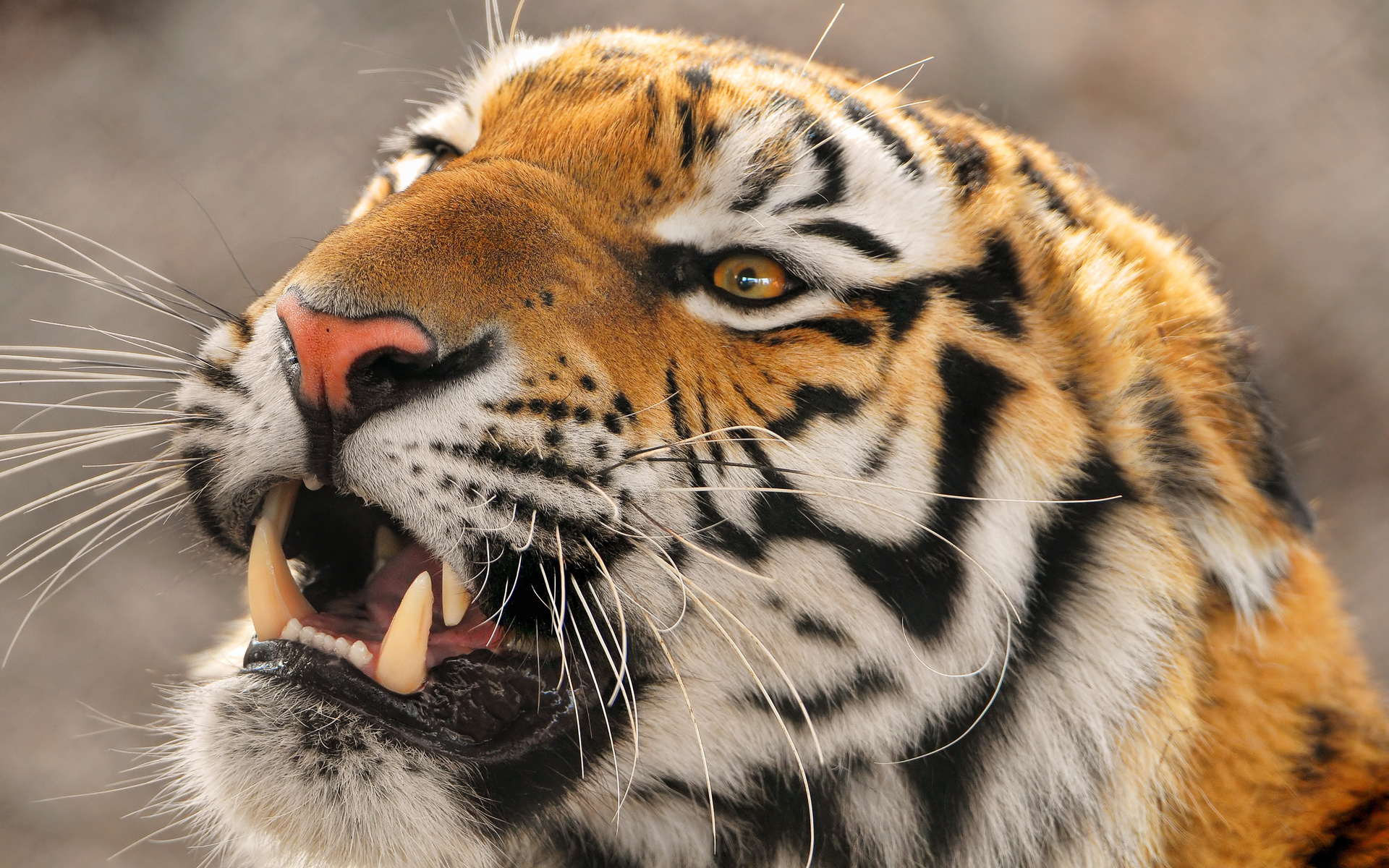 , , , panthera tigris altaica,  ,  , amur tigr