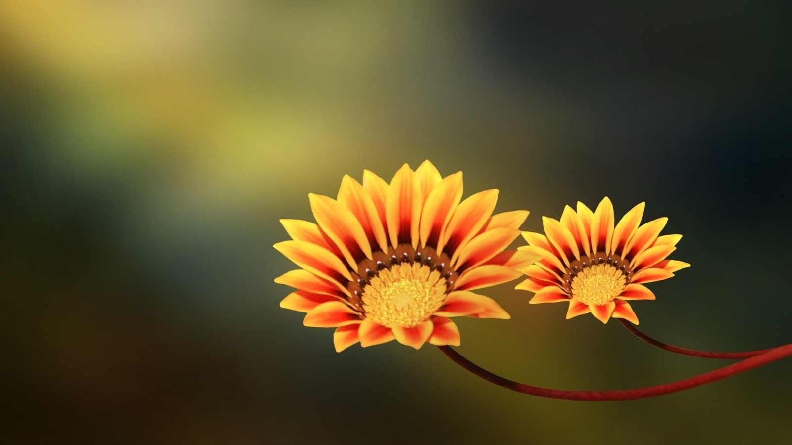 yellow, orange, two flowers, , 