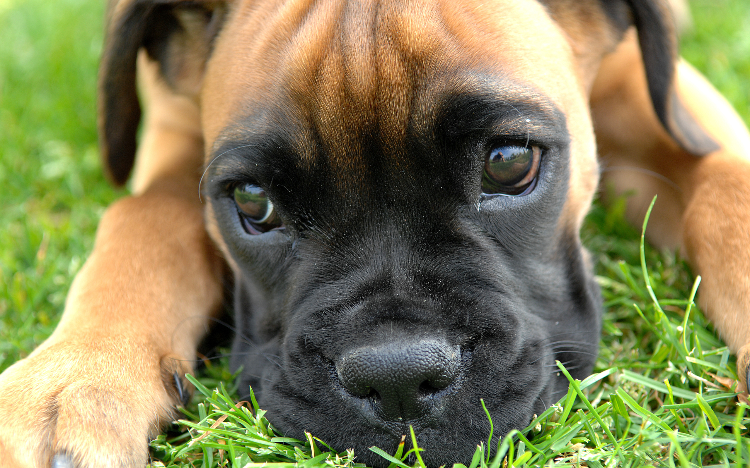 , , , , , , puppy, Boxer