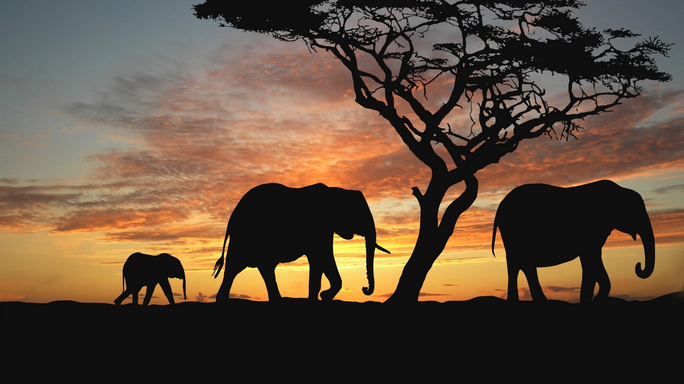 , ,  , , , , africa, nature animals wallpapers, 