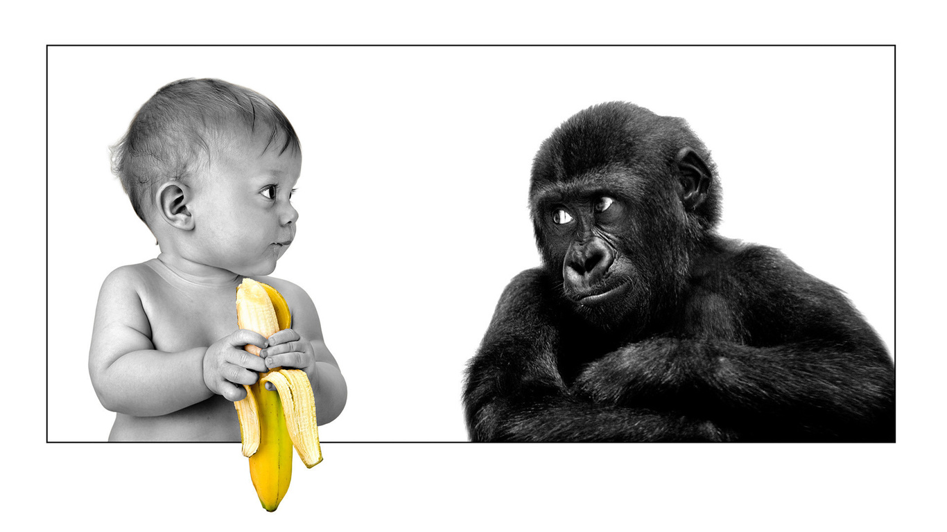 friendship, gorilla, The person, banana