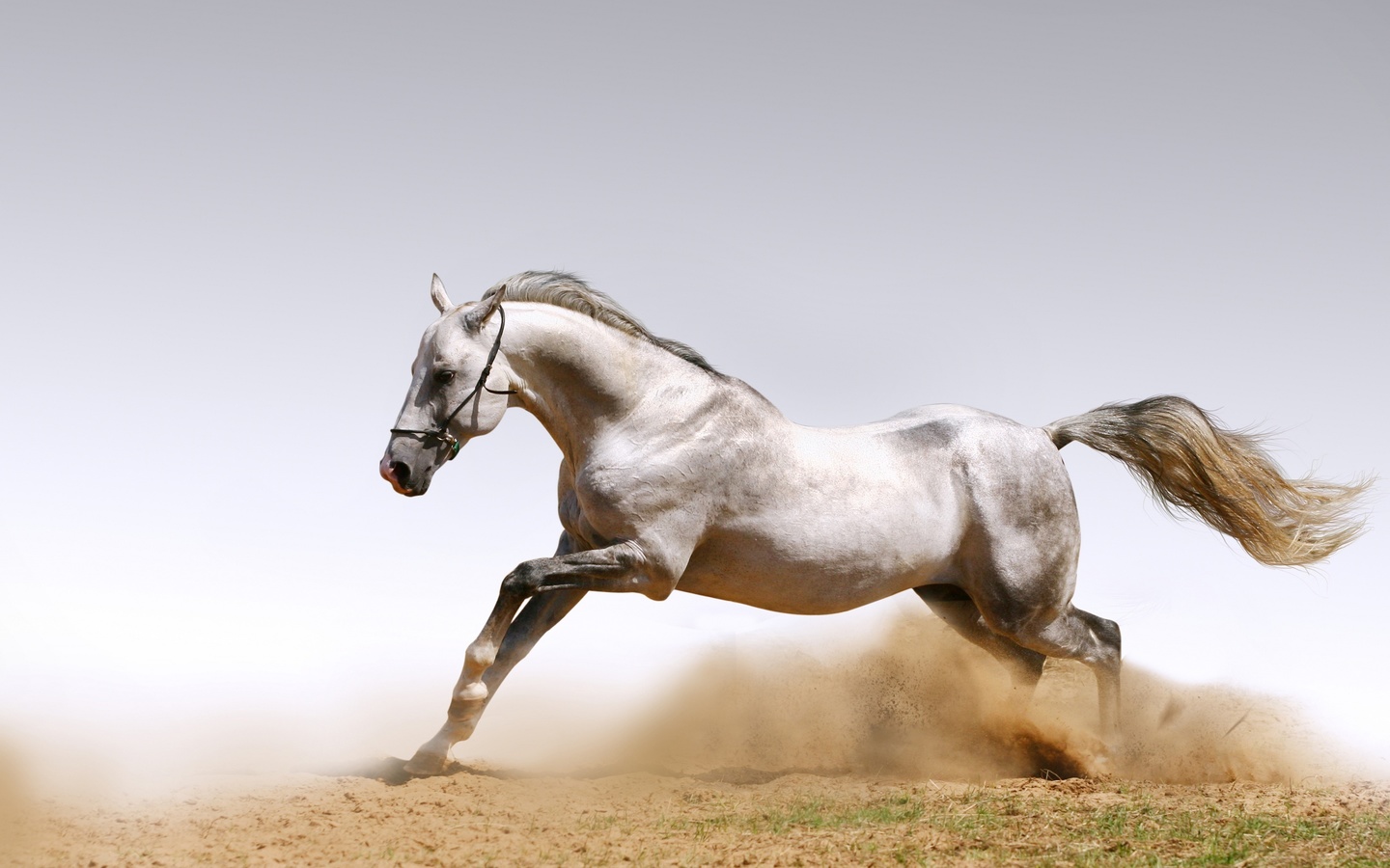 animals wallpapers, , , horses, , dust, , , 