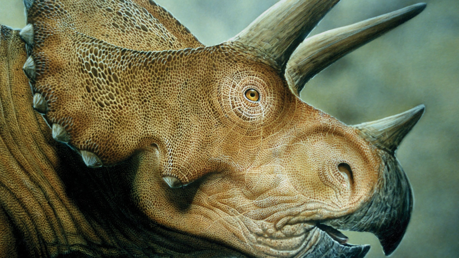 , , Triceratops