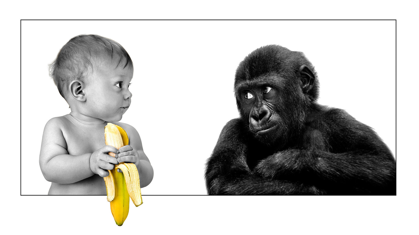 friendship, gorilla, The person, banana
