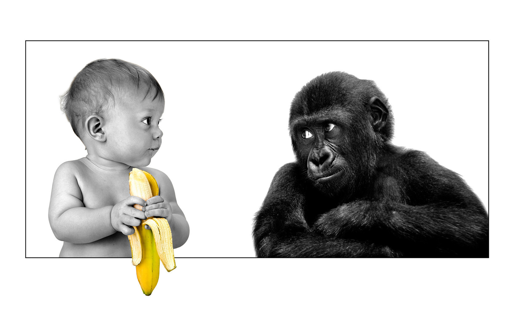 friendship, gorilla, The person, banana