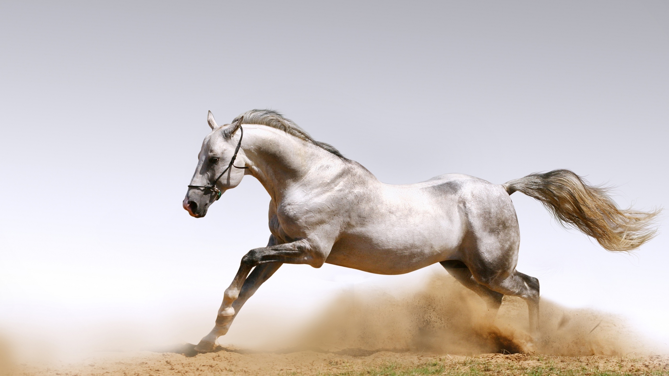 animals wallpapers, , , horses, , dust, , , 