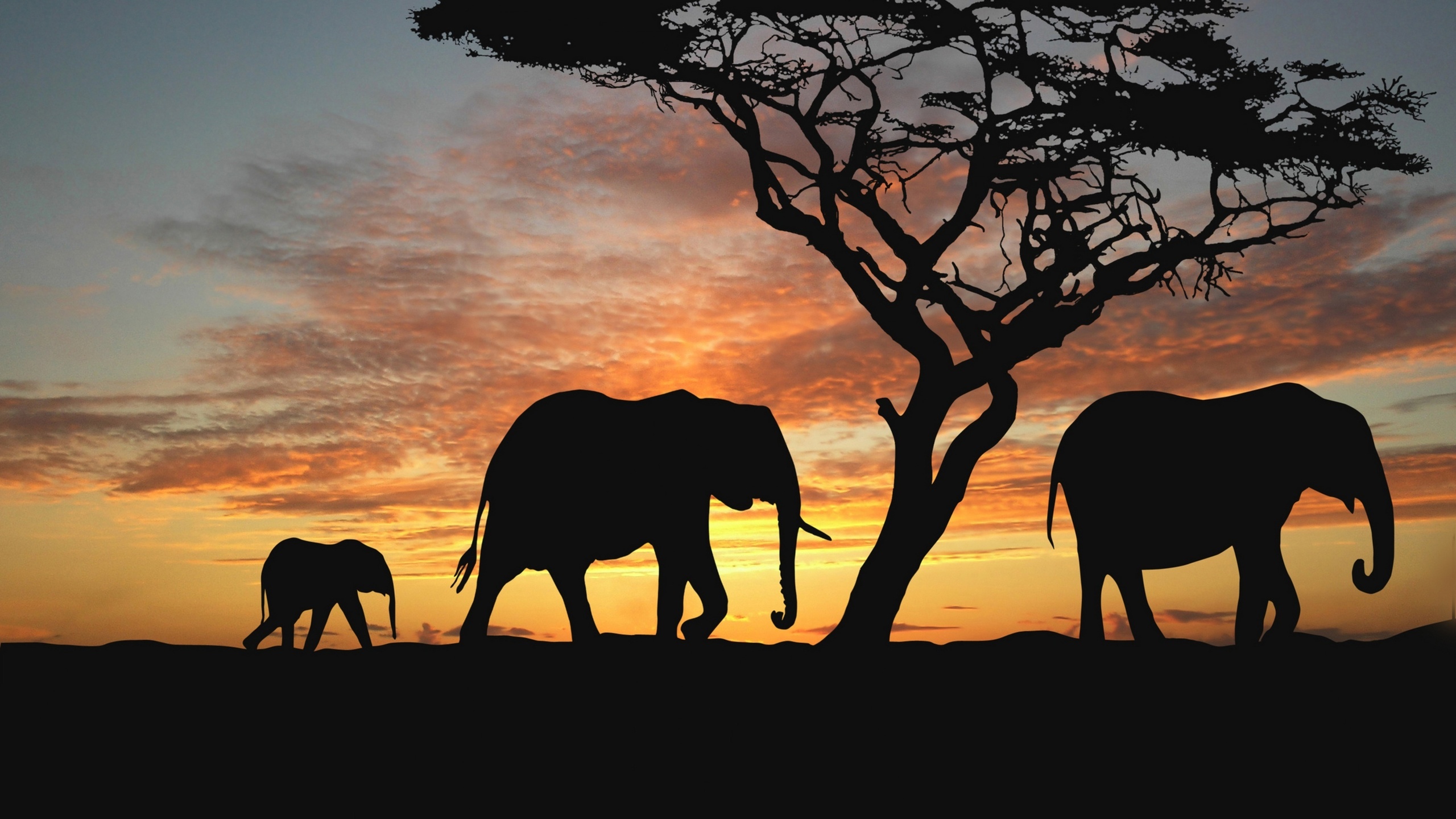 , ,  , , , , africa, nature animals wallpapers, 