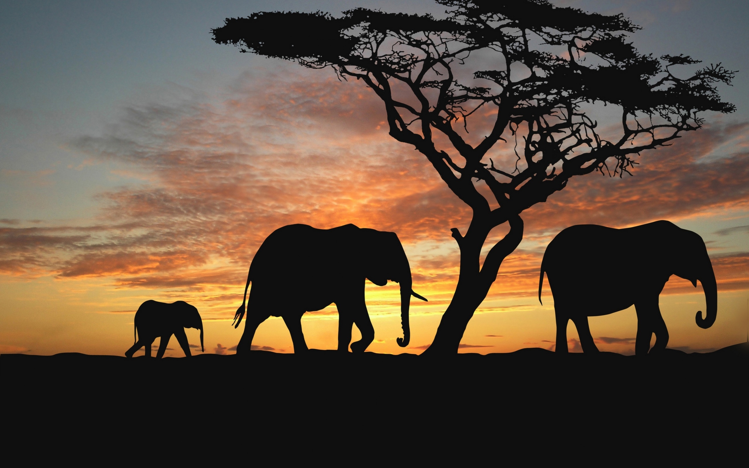 , ,  , , , , africa, nature animals wallpapers, 
