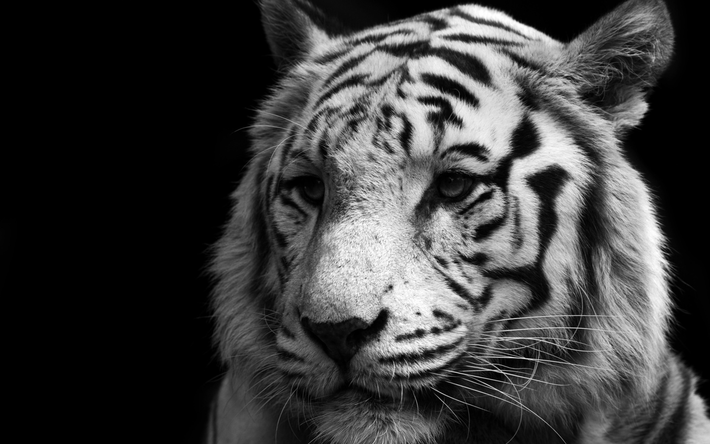 , , , tiger, , white, tiger