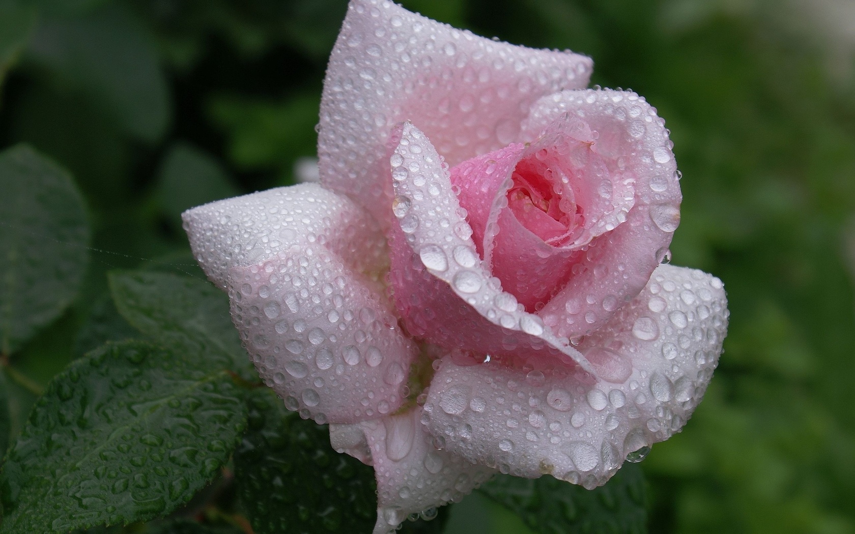 , flower, , Rose, pink, waterdrops, dew, beautiful nature wallpapers