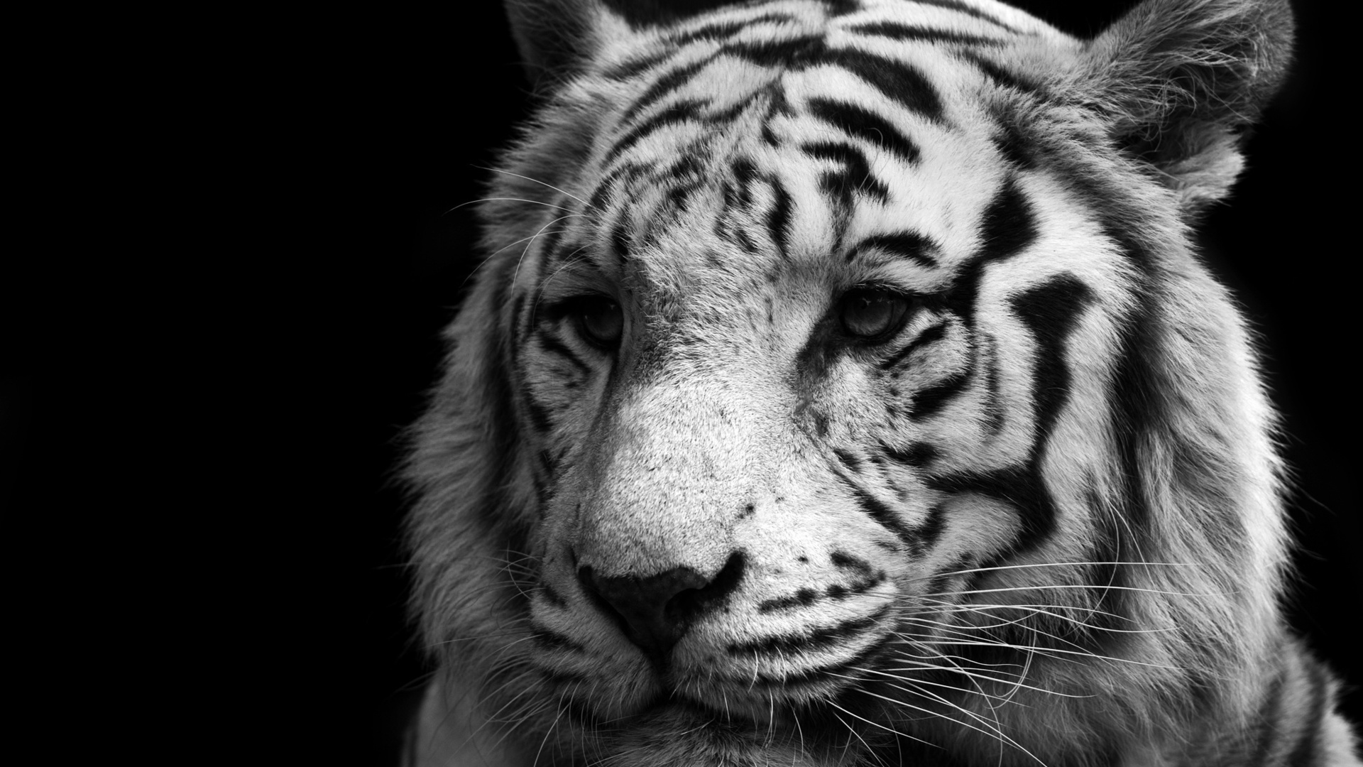 , , , tiger, , white, tiger