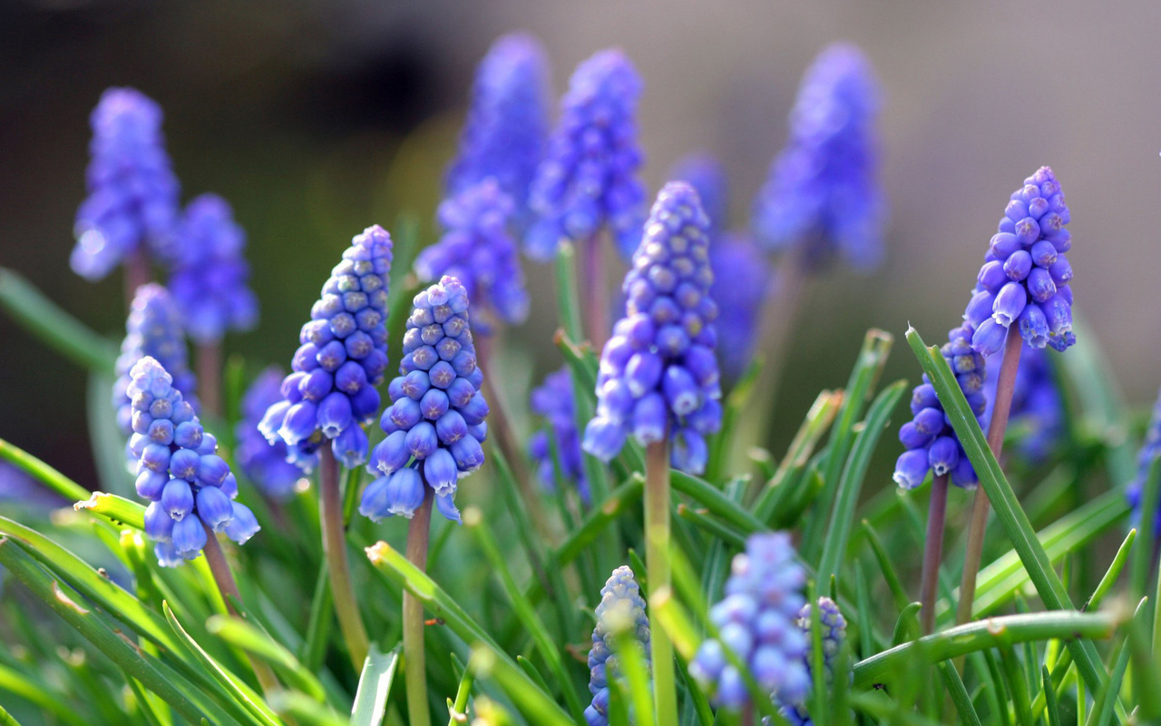 , muscari, , , , 