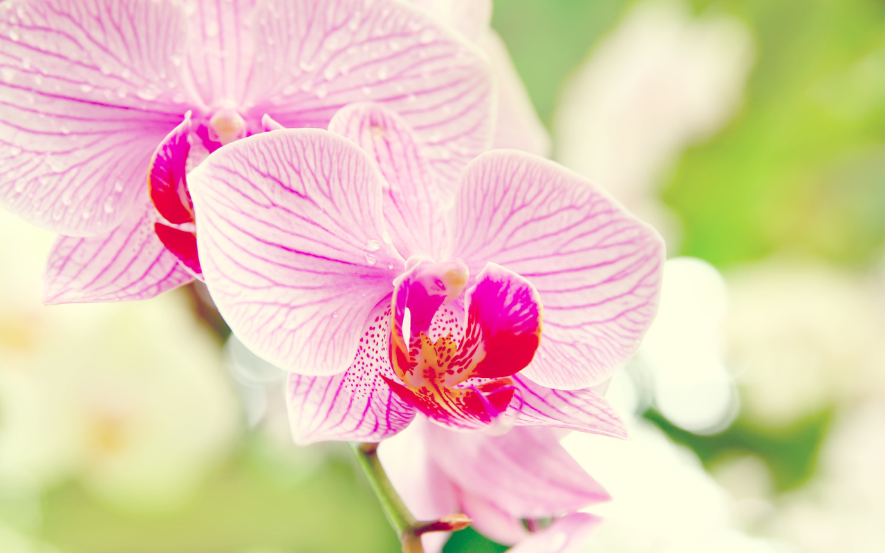 , , , orchid, , phalaenopsis