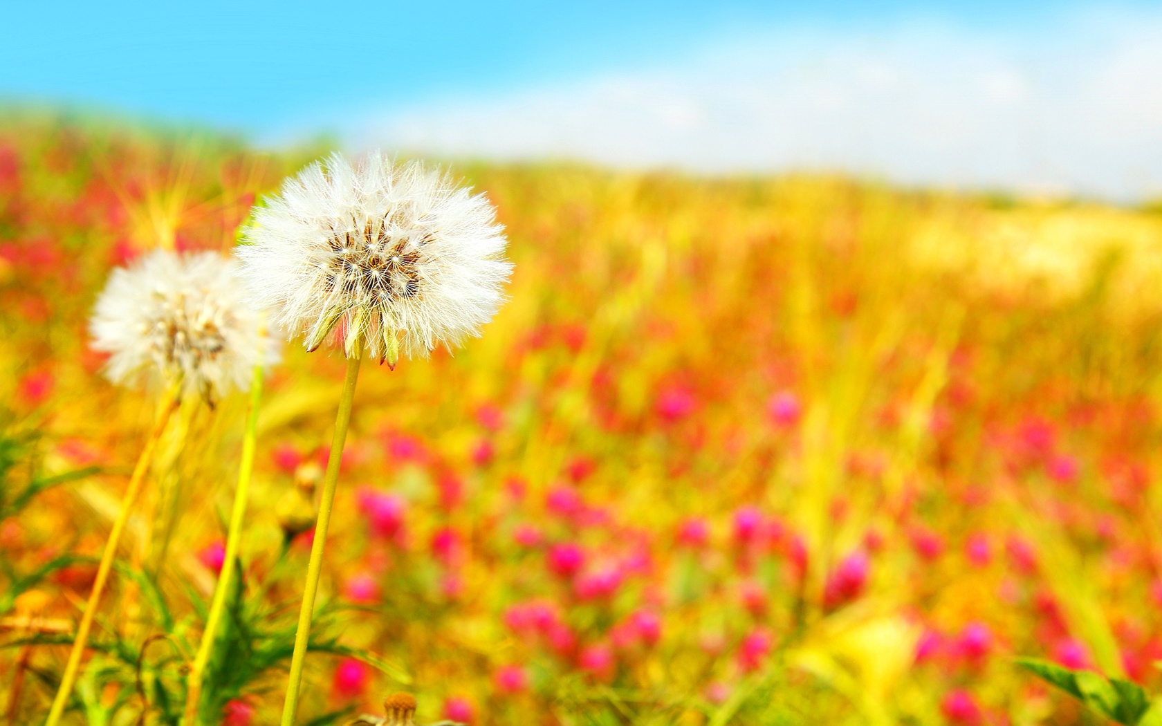 Beautiful field, , , , , dandelions, 