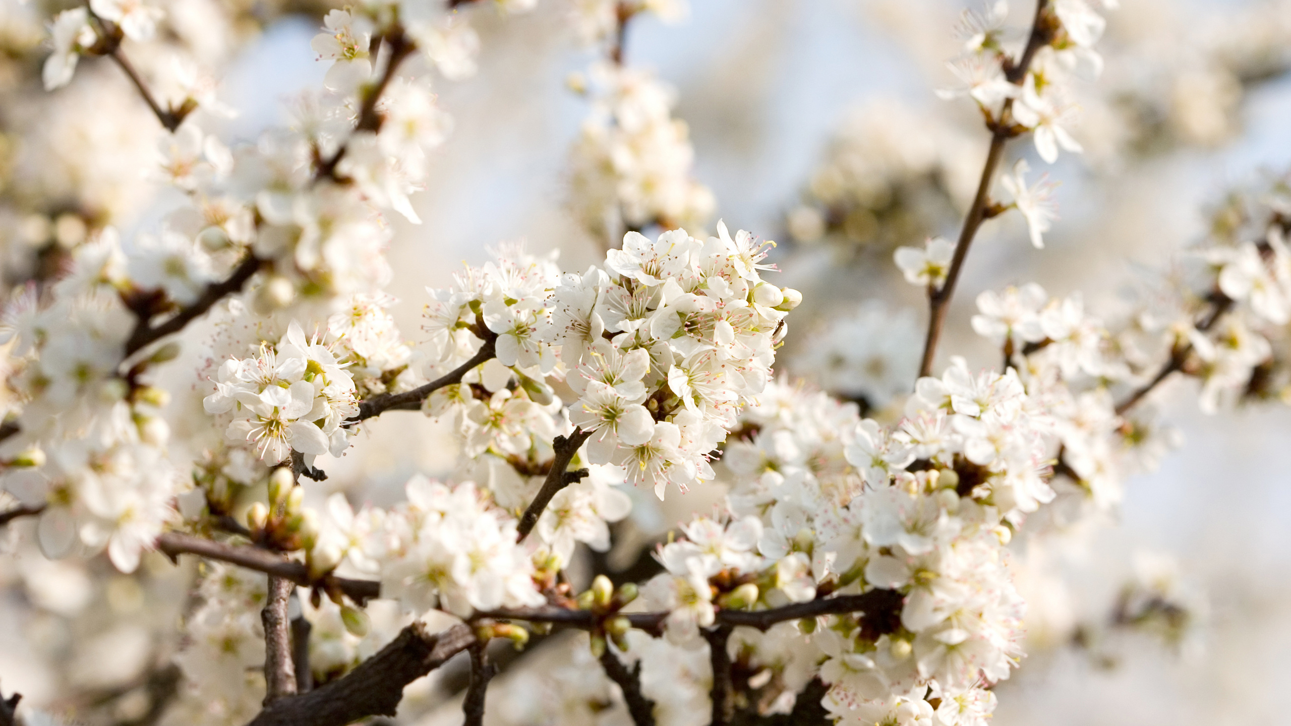 Cherry blossoms, white, , flowers, , beautiful nature wallpapers