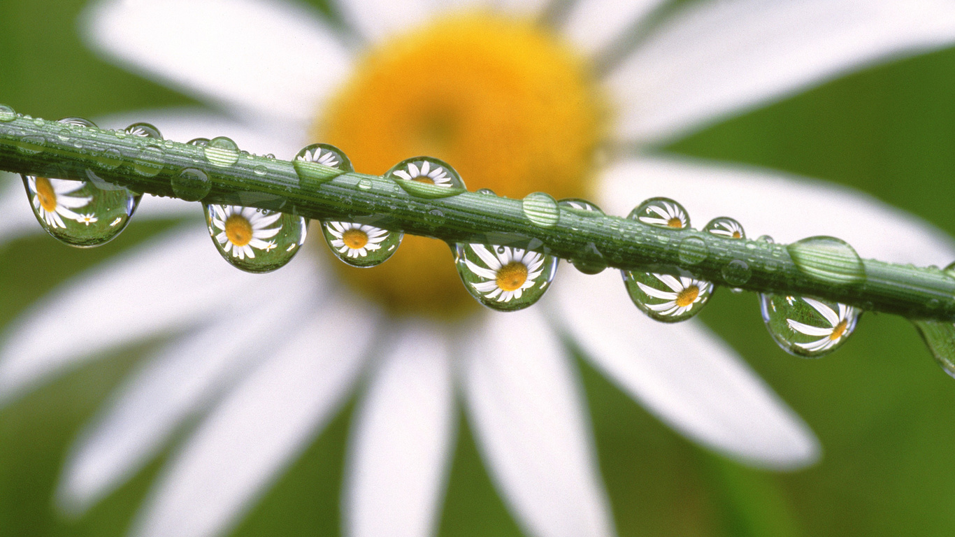 , Daisies in the dewdrops, , 