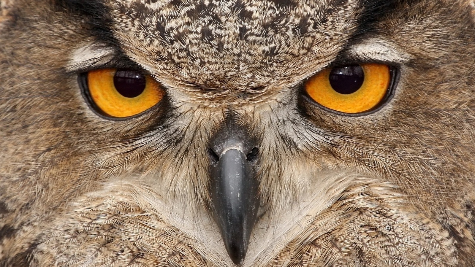 , , , , owl,bird,predator