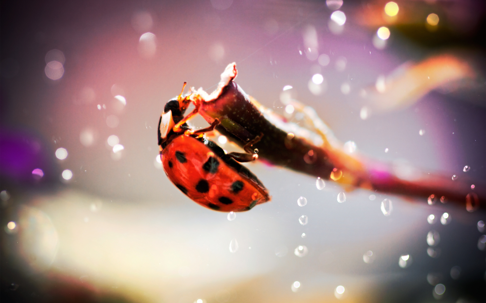  , , , Ladybug, , , 