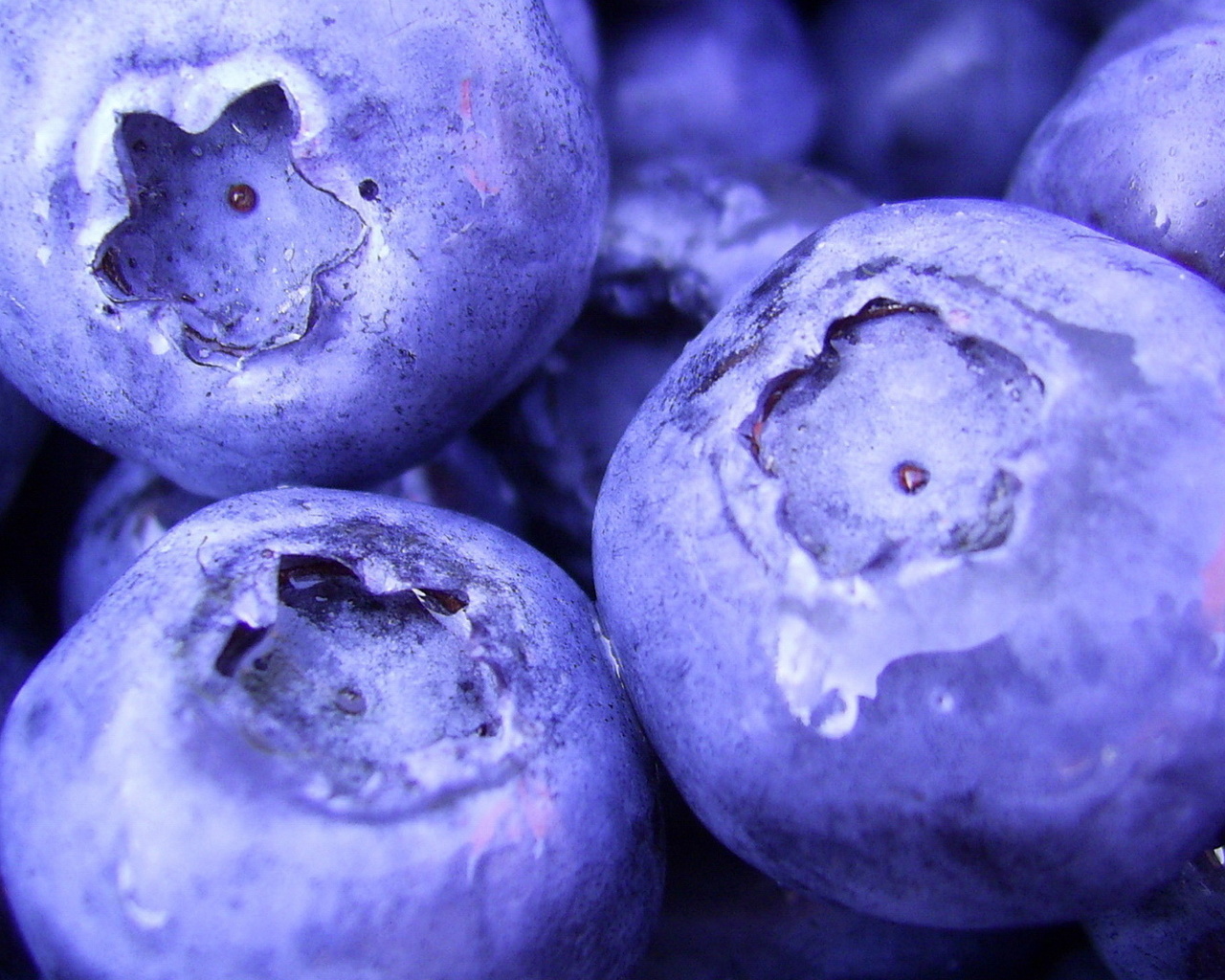 food, , , blueberry, , macro, berries, 1920x1080, 