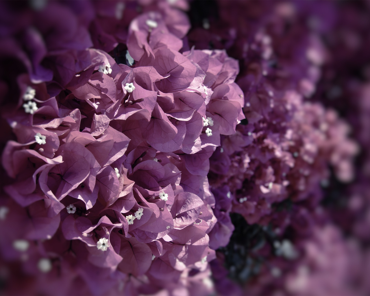 , flowers, , , , , , petals