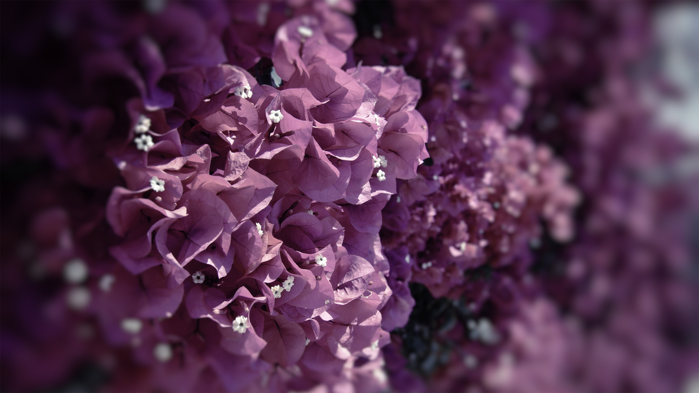 , flowers, , , , , , petals