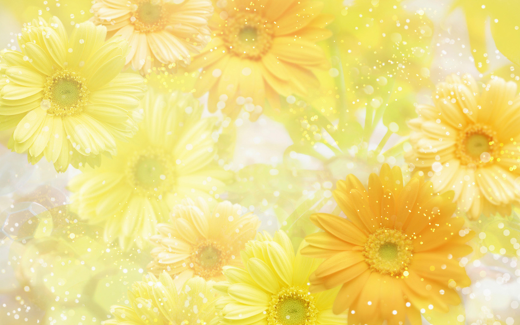 , , flowers, yellow, 