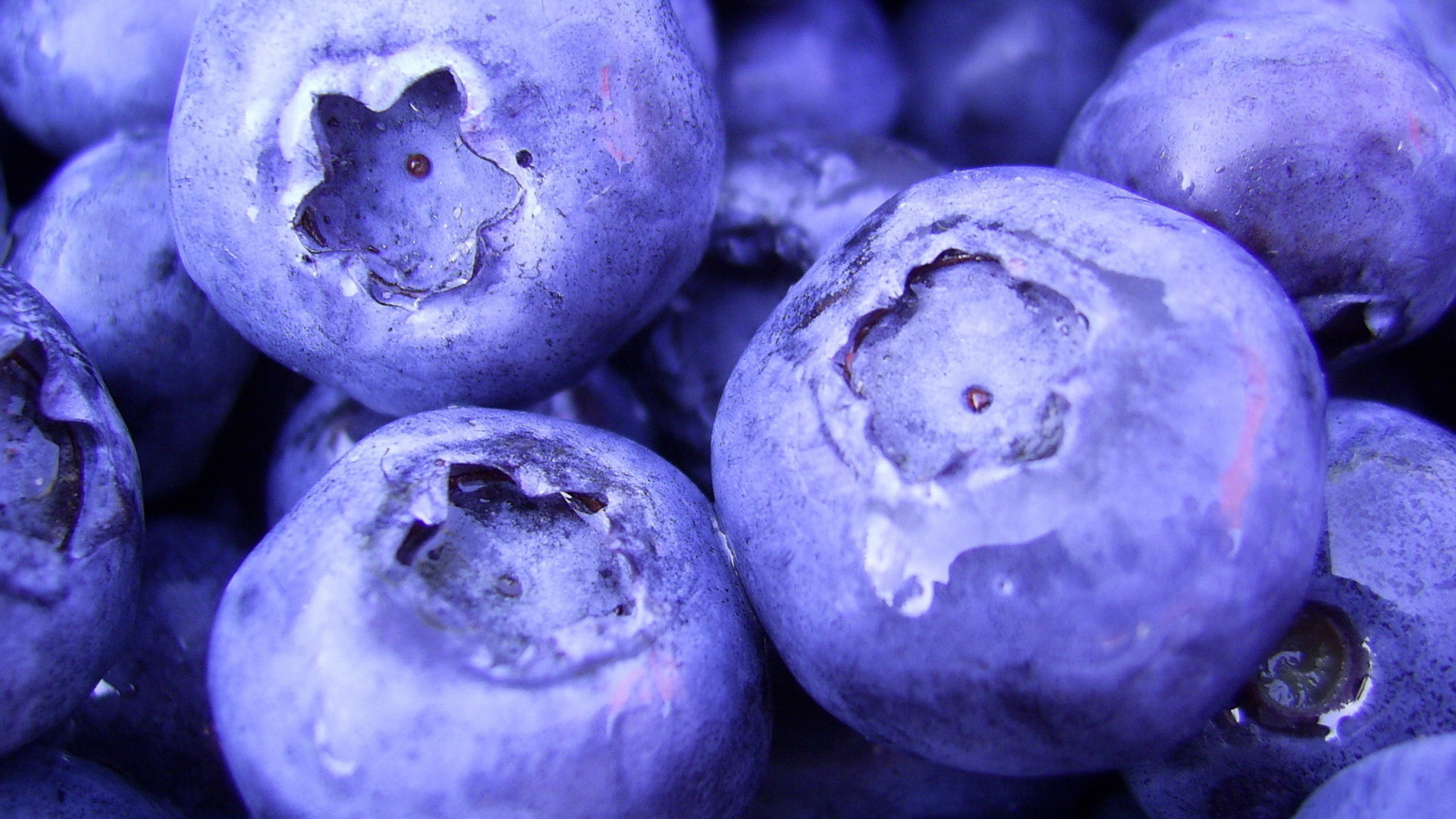 food, , , blueberry, , macro, berries, 1920x1080, 
