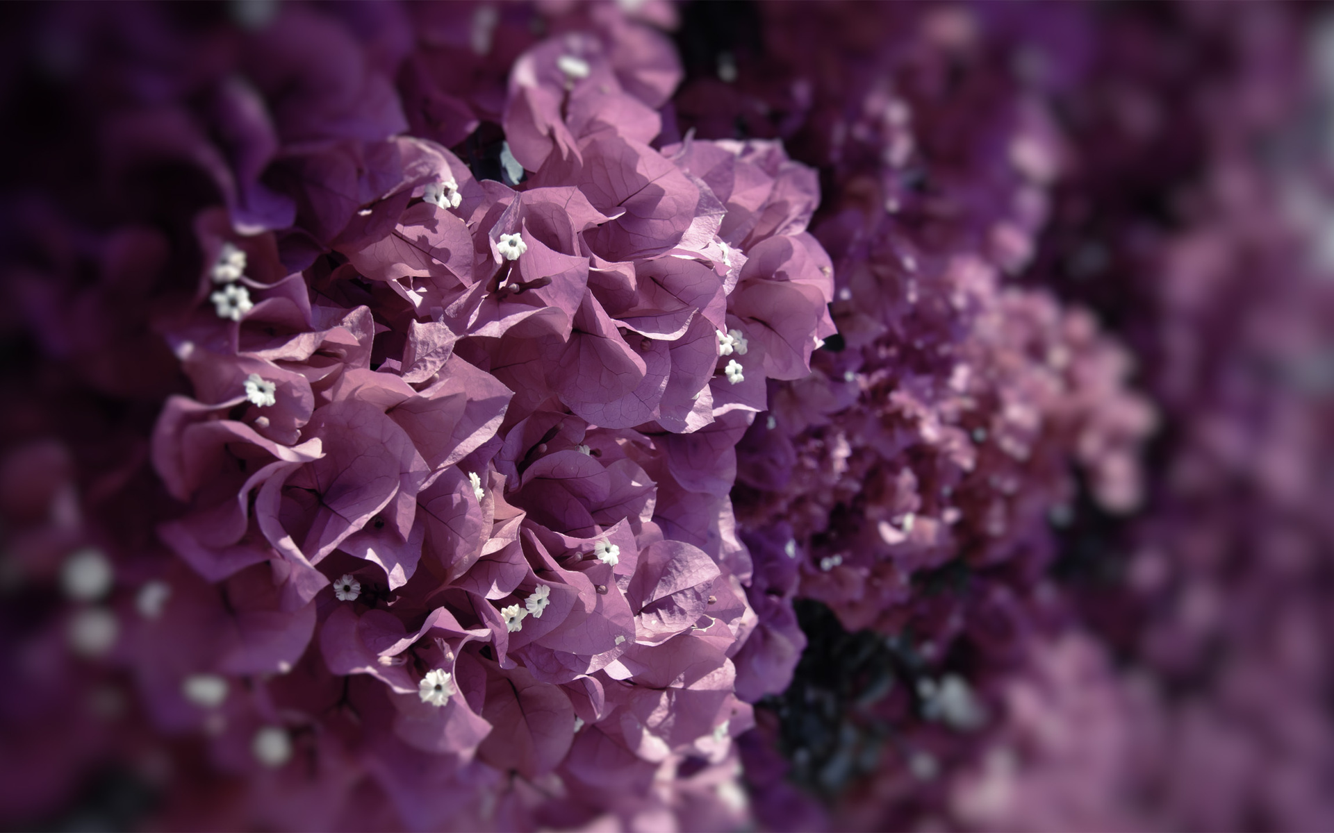 , flowers, , , , , , petals