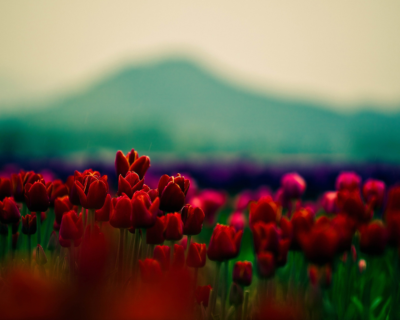  , , , , , tulips