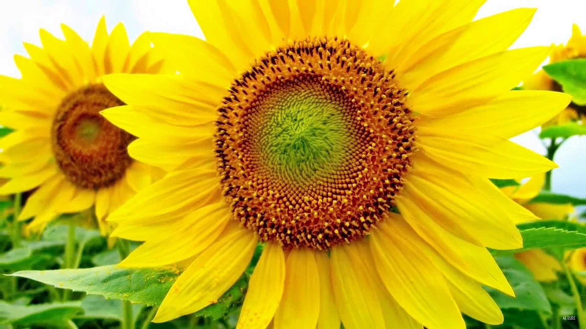 sunflower, 