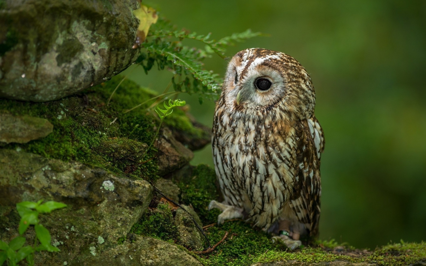 , , owl,bird,predator