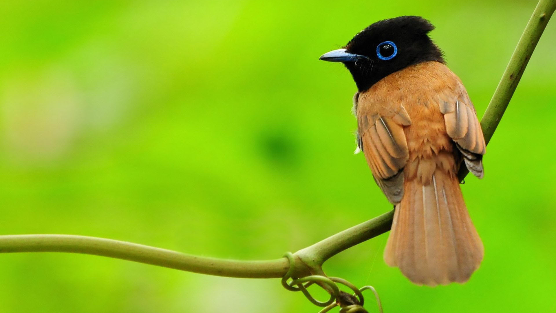 asian paradise-flycatcher, , , , 