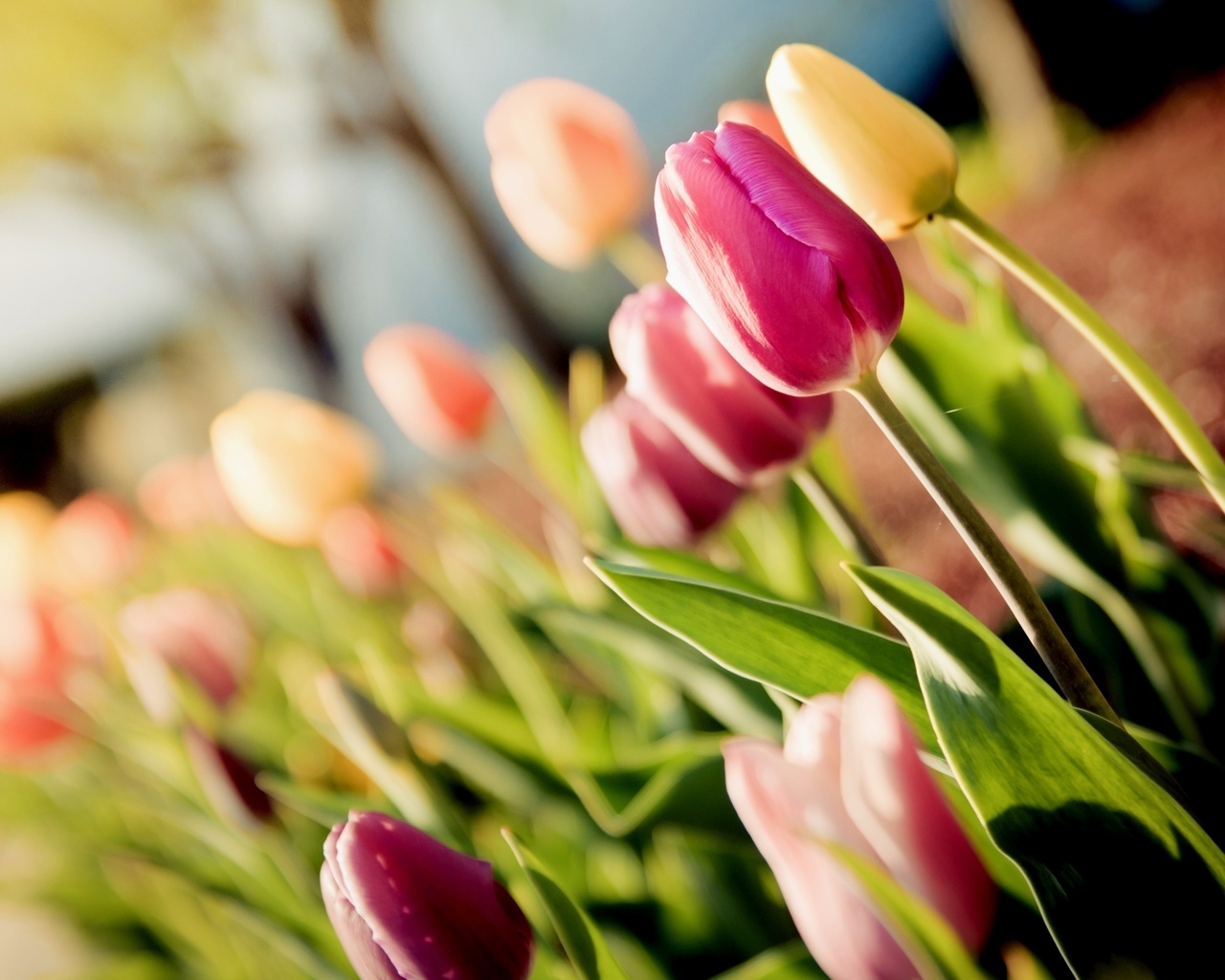 , tulips, , 